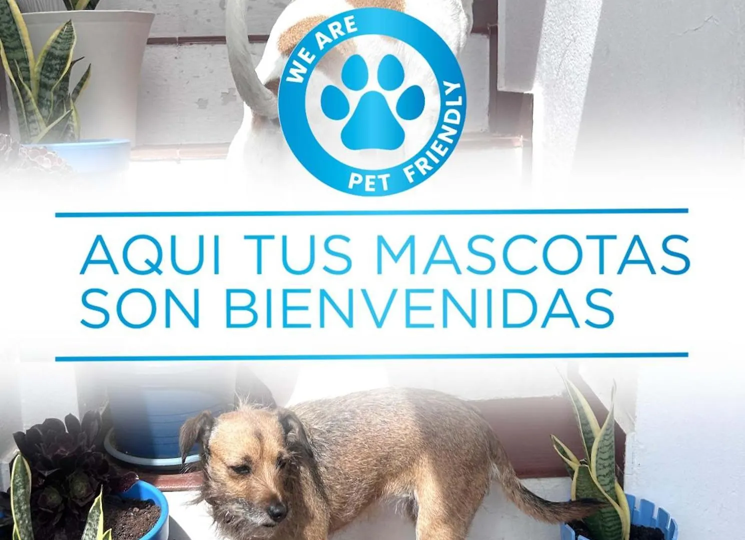 Pensión La Buganvilla Rooms Arrecife